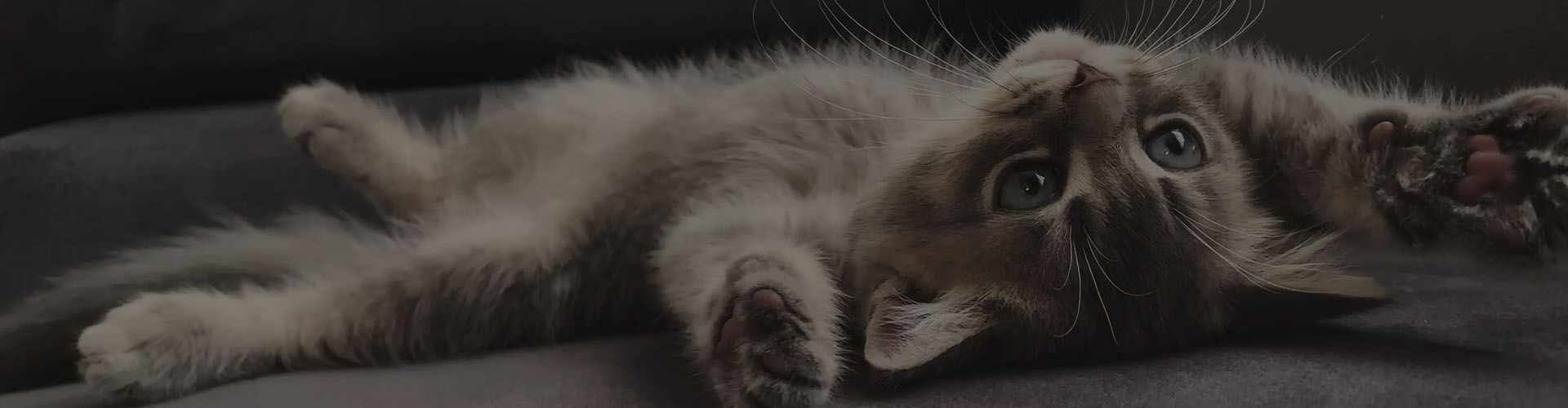Image of cute kitten